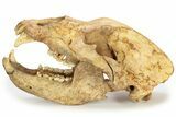 Fossil Cave Bear (Ursus Spelaeus) Skull - Romania #227515-4